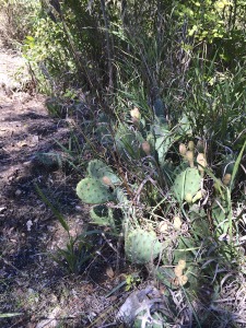 Prickly Pear in Kansas?!?!